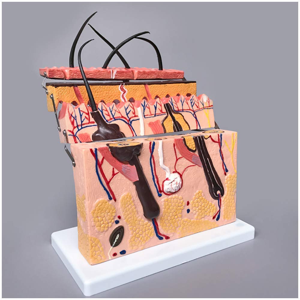 GTHTUHFD Medical Model Of Human Skin Tissue Structure, Enlarged Model, Model Of Human Skin And Hair, Medical Teaching Model
