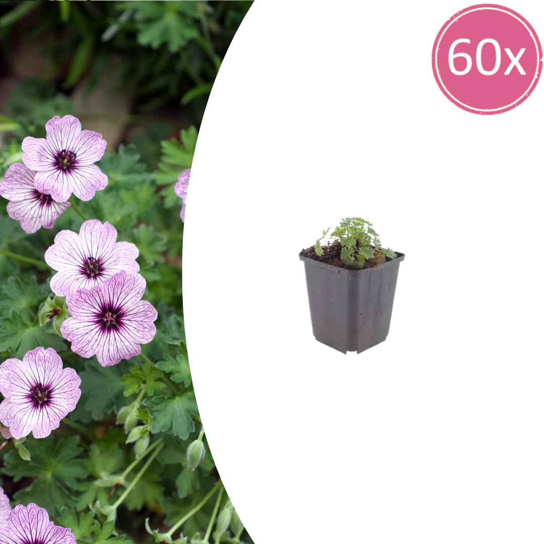 Geranio Ballerina con Foglie Grigie, per Giardino, Rosa, Set da 60 Pezzi