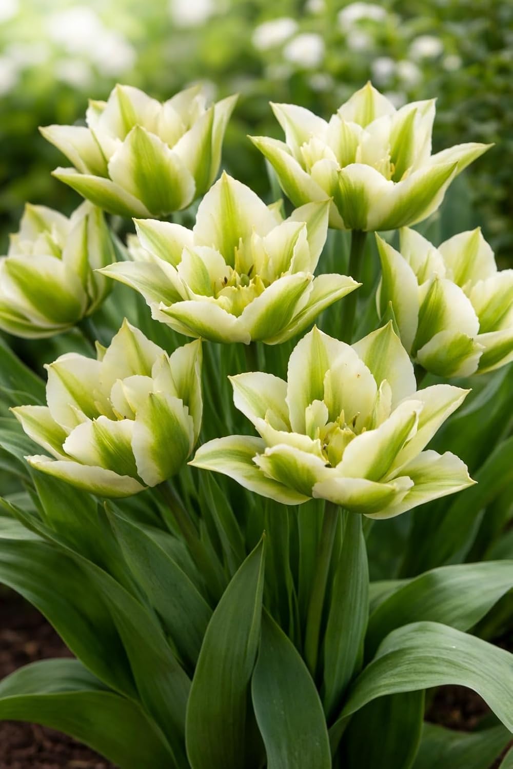 Green Star Lily Tulip Bulbs for Planting - Huge Bulbs for Huge Flowers (20 Bulbs)