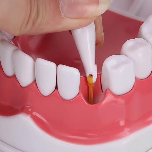 Miniatura 7 de Modelo de dientes de enseñanza dental, modelo de dientes estándar de aumento 2X, modelo de demostración de Typodont, modelo de dientes de boca para