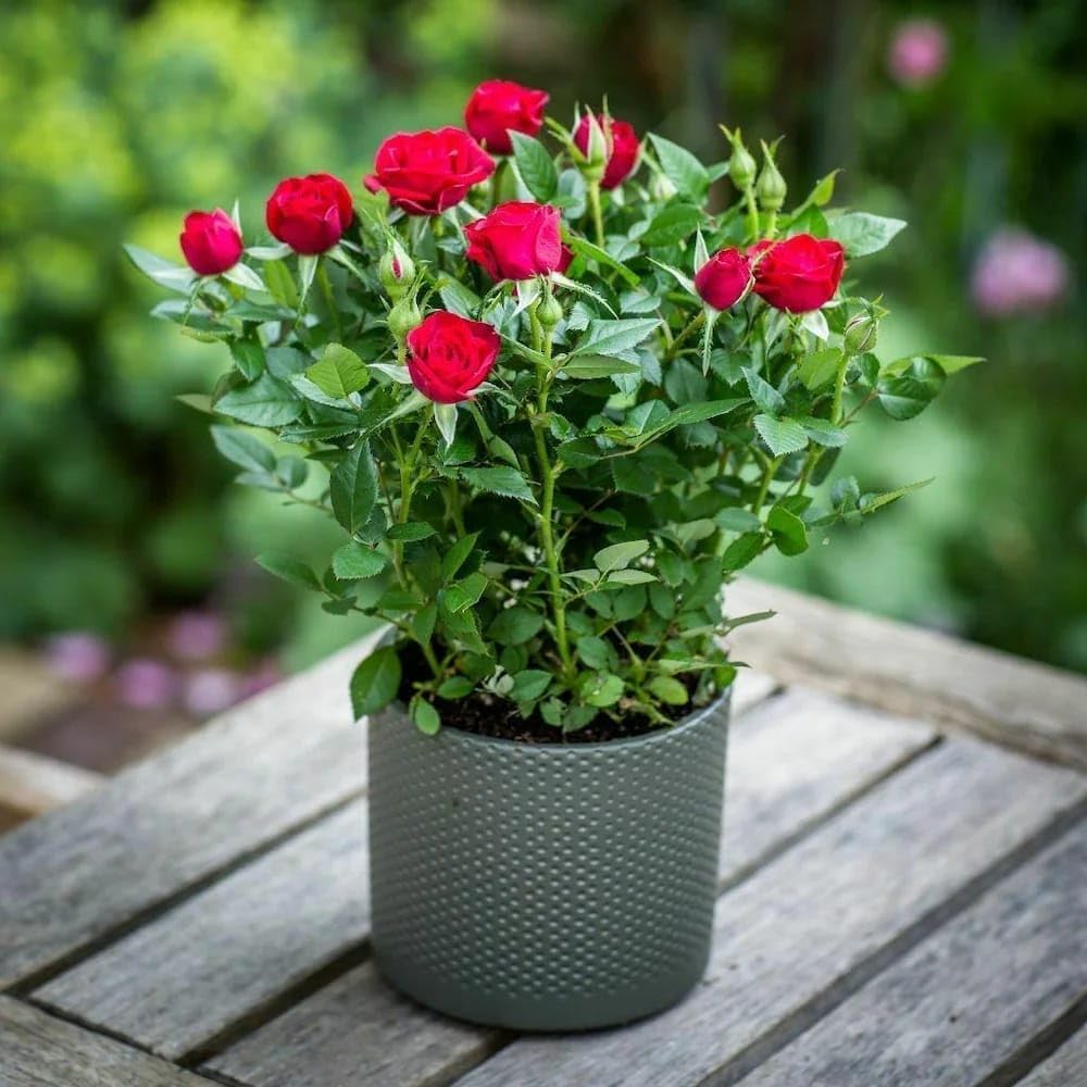 . Red Rose Flower Plant Live for Home Garden | Elegant Hybrid Fragrant Rose Plant | Original Exotic Ornamental Flowering Plant | Air Layering Grown | Indoor Outdoor Garden Décor Plant Pack of 1-image-18