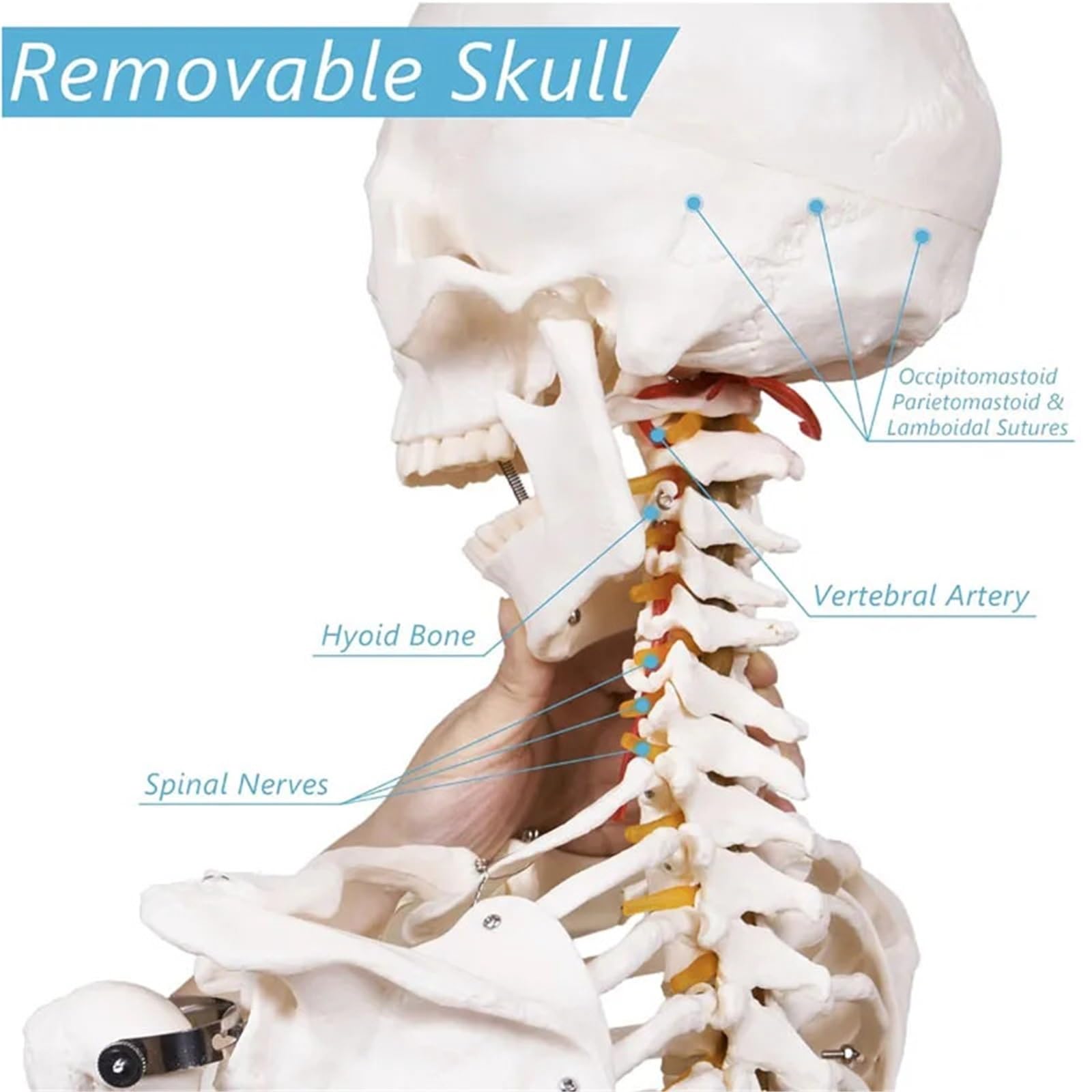 Szkielet człowieka 170cm Model anatomiczny Rozmiar życia Materiał PVC Biała kość Zawiera korzenie nerwowe Układ szkieletowy Nauka medyczna