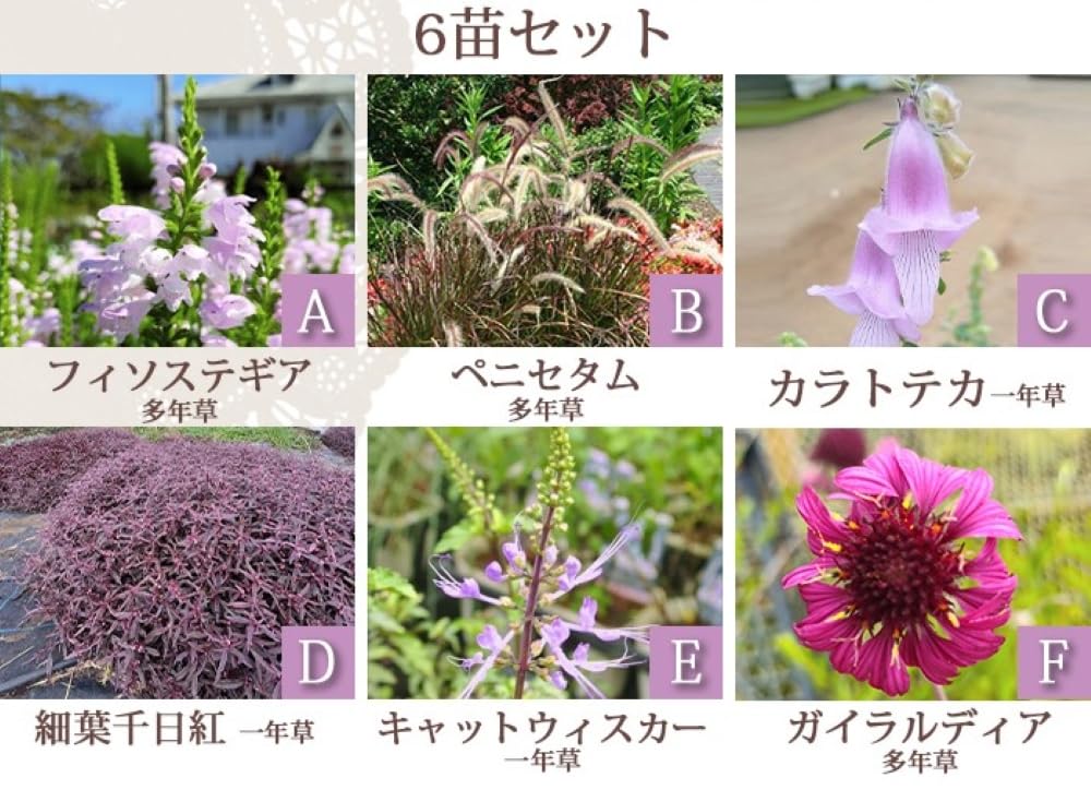 Amazon.co.jp: World Fantasy Garden 苗セット 開花は初夏から秋