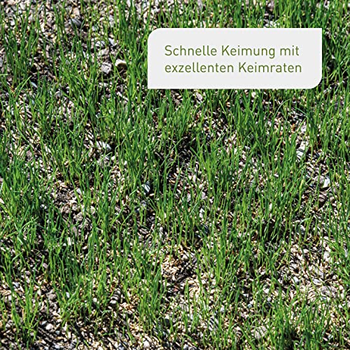 Plantura Rasen-Nachsaat, schnellkeimendes Premium-Saatgut mit Mantelsaat, 2 kg für 100 m² - Image 5