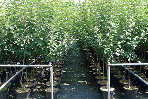 Apfelbaum Elstar – Herbstapfel Obstbaum in Buschform