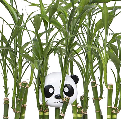 Melii 10100 - Contenitore per snack panda per