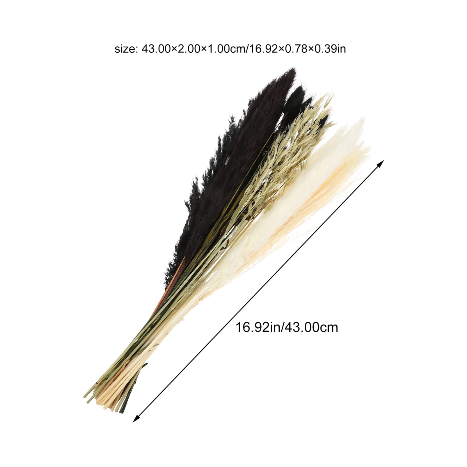 VORCOOL 1 Scatola Bundle Secche Naturali Bundle Soffici Pampas Cancene Secche Fiore di Fiori Decorativi Fiori di Riempitivo Floreale Rustico per Bouquet Bouquet a Boho