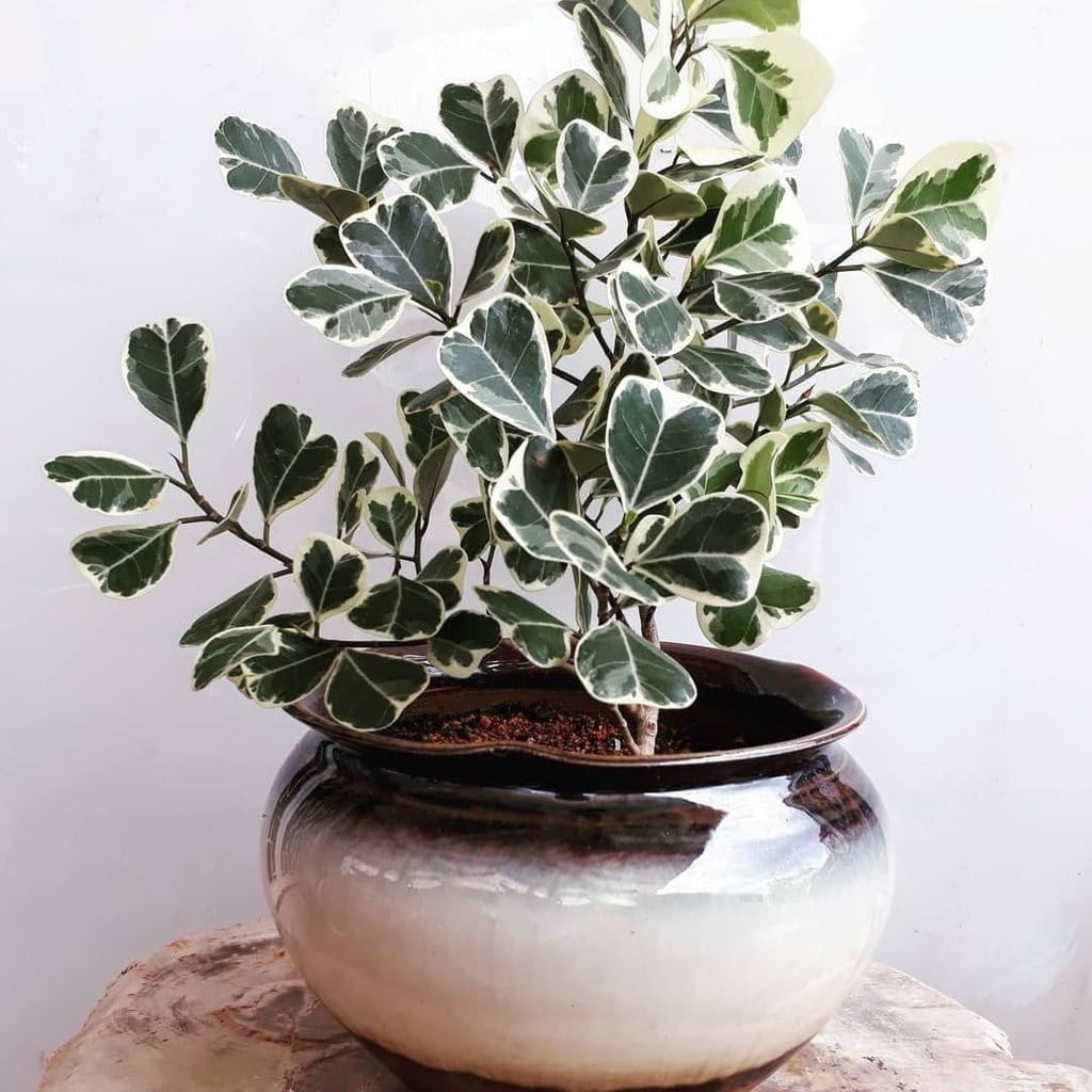 FICUS VARIEGATA PLANT INDOOR LIVE TREE-image-12
