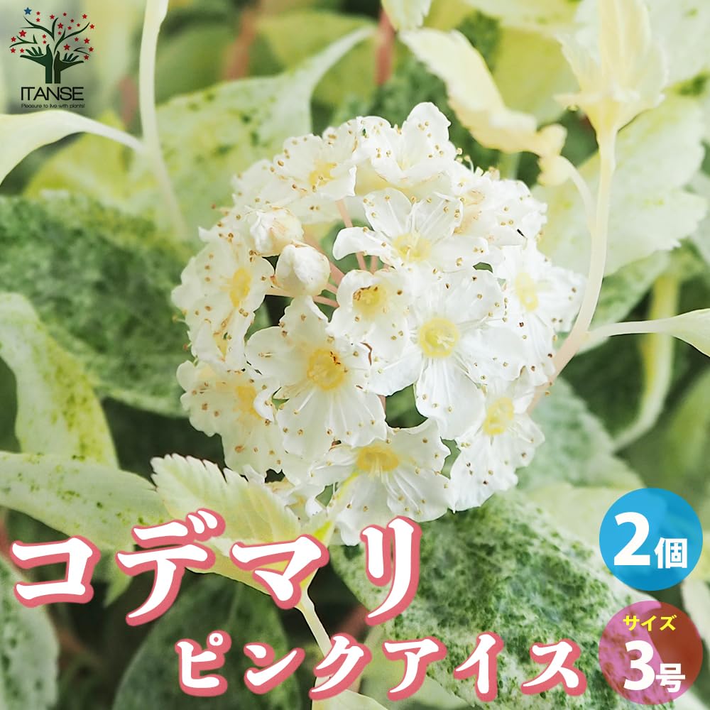 Amazon.co.jp: ITANSE コデマリ ピンクアイス 3号 2個【品種で