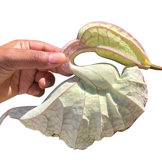 Jamaican Duck Flower Detox Flor de Pato, 1 pcs, Palo Guaco, Alkaline Herbal