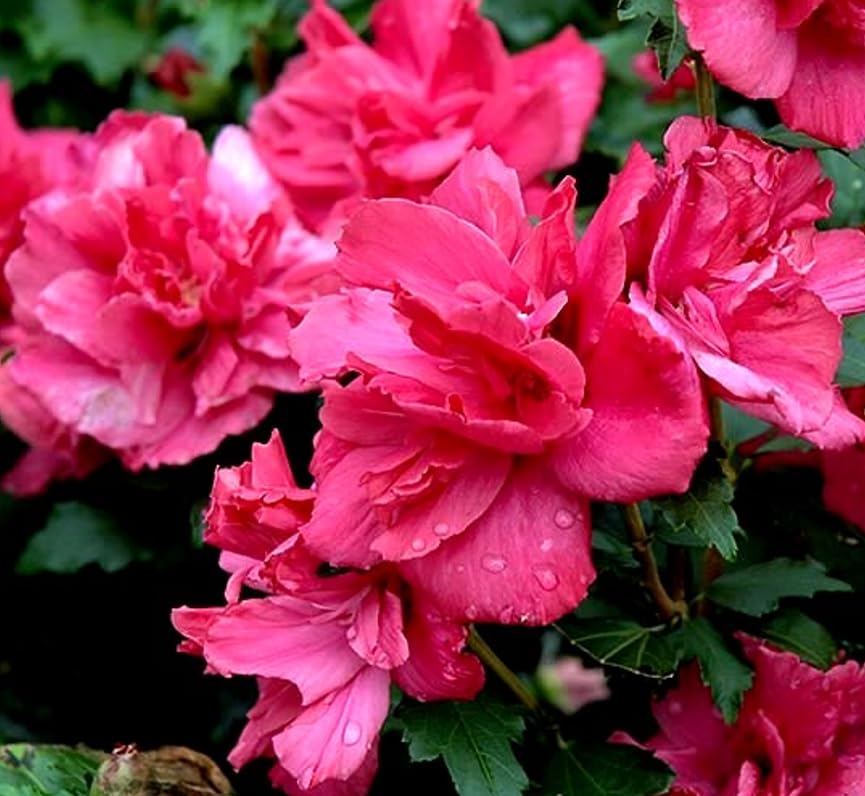 2 Red Lucy Rose of Sharon Shrubs