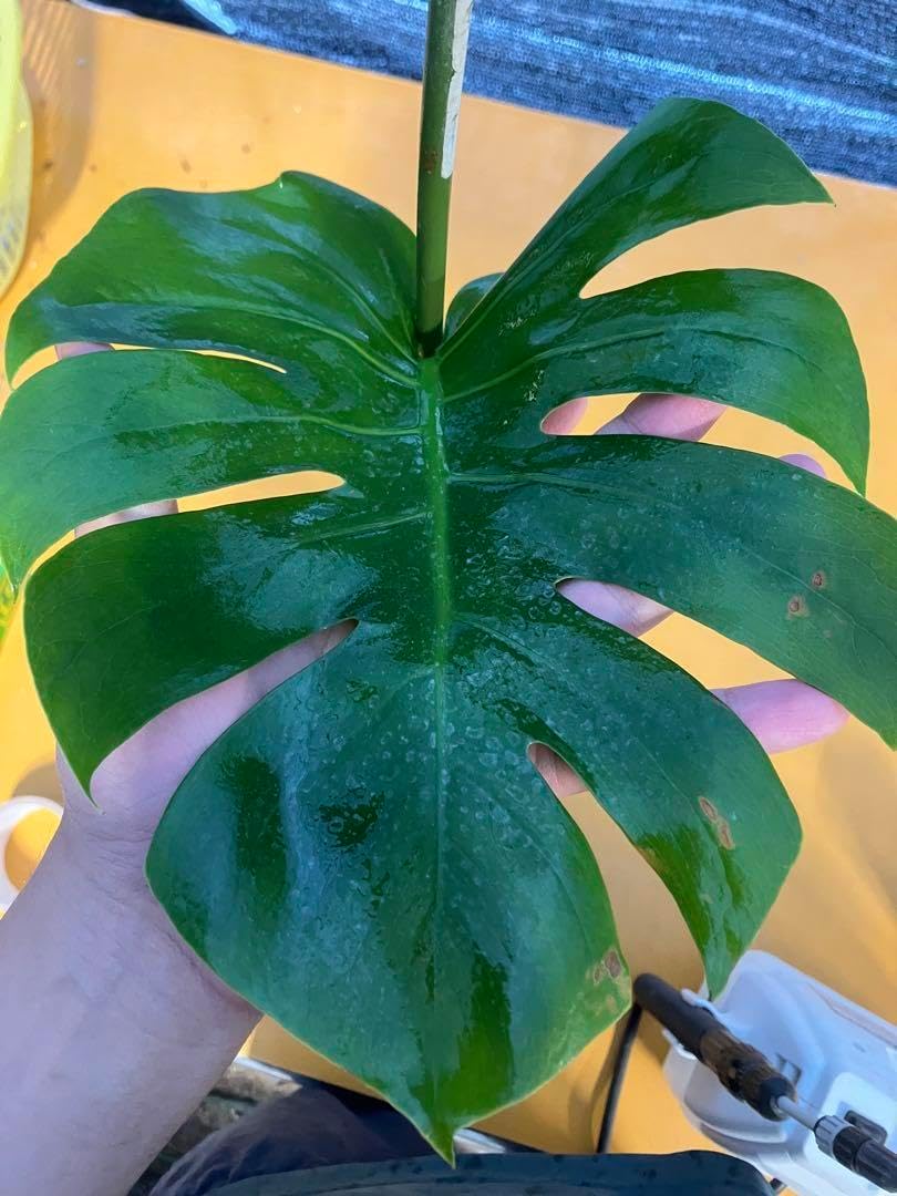 モンステラ9 斑入 グリーンオングリーン デリシオーサ 特大株 葉付き発根