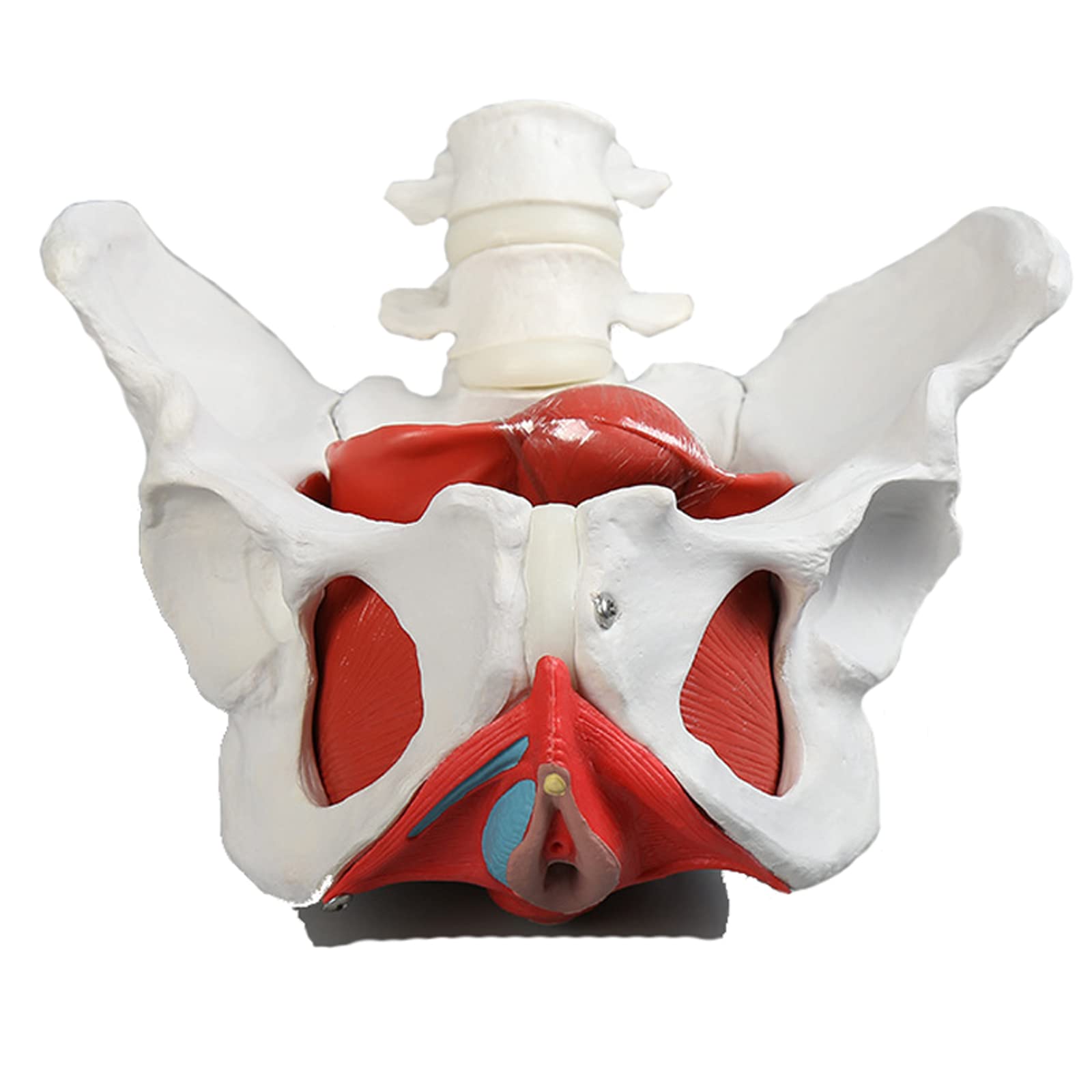Male Genital Organ Model, Life Size 5-Parts, Median Section, Showing The , Prostate, Bladder, Seminal Vesicle, Atic Cord, Testicle, Anatomy Of Male Reproductive System, Male Pelvic Muscles Model