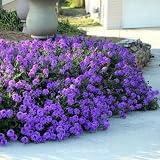 Semillas de flores Verbena (Verbena Tenisecta) 200 + semillas