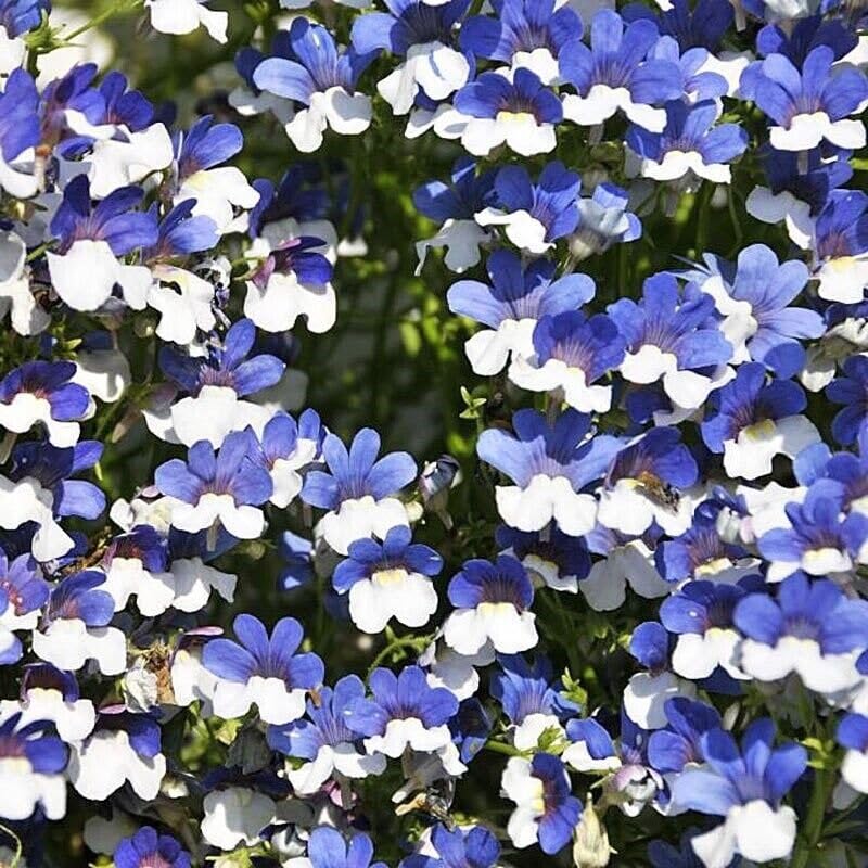 Buy4seeds 2500 Seeds nemesia strumosa Blue White Easy to Grow
