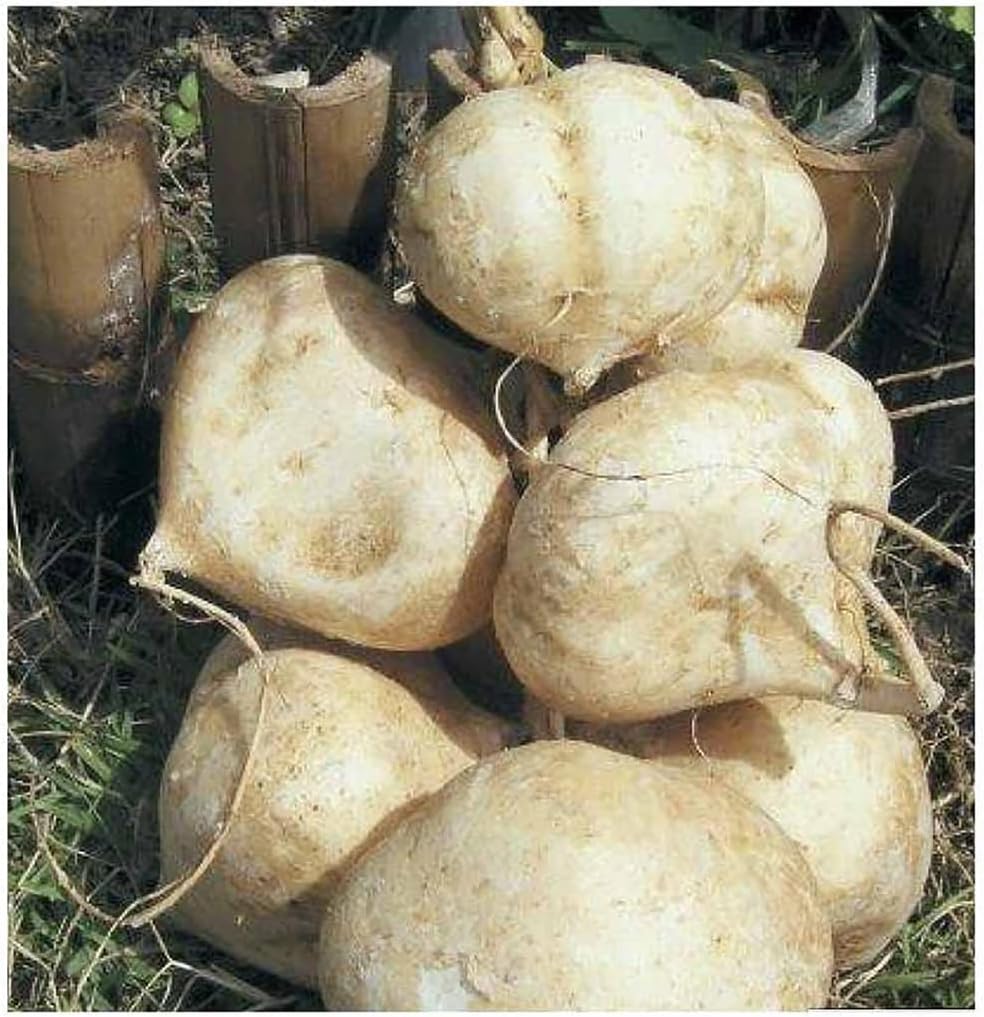 Jicama Root Seeds - 20 Large Seeds Thai Jicama. Jicama Plants Produce Several Bulbs Like Large Potatoes&hellip;