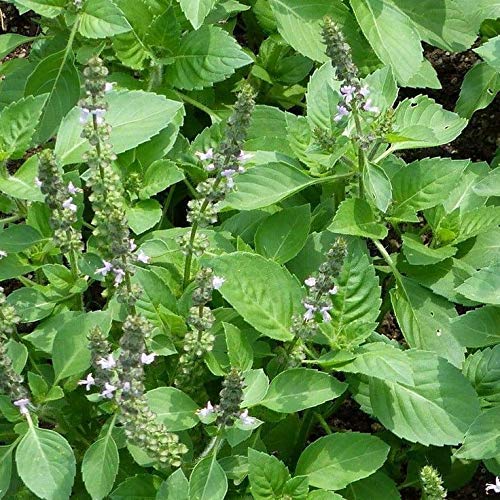 See full amazon price history chart for Bharat Herbs Care® Kapoor Tulsi Medicinal Live plant(1 Healthy Live Plant in Poly bag) Bharat Herbs Care® Kapoor Tulsi Medicinal Live plant(1 Healthy Live Plant in Poly bag) (B08YNN5K35) Amazon Price History, Amazon Price Tracker
