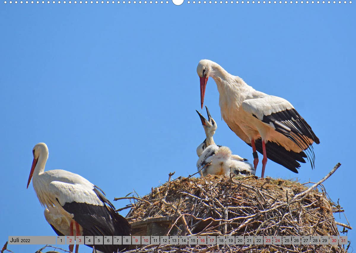 Zu Gast bei Familie Storch (Wandkalender 2022 DIN A2 quer): Störche ... gern gesehene Gäste in Deutschland (Monatskalender, 14 Seiten ) (CALVENDO Tiere)