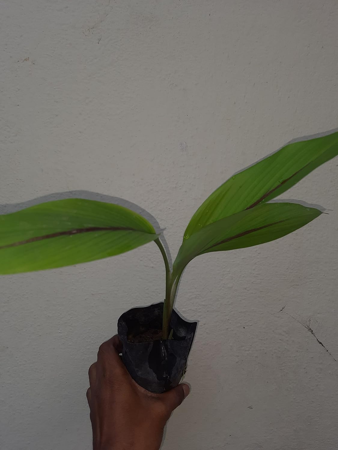 TENDER LEAVES Curcuma Caesia Black Turmeric Kali Haldi Plant | Krishna Kedar Variety, 1 Healthy Plant, Comes in Grow-Bag-image-28