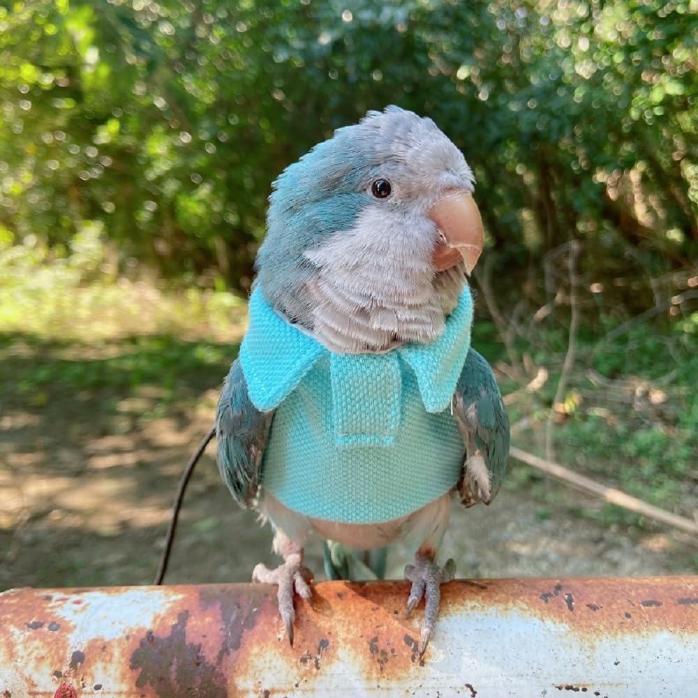 Parrot Bird Supplies, Light Flying Clothes, Warm and Comfortable, Tiger Skin, Green Cheek Parrot, Little Sun Parrot, Monk Parrot, Starling, mynah, Senegal Parrot, Mini Macaw Sweater (4XL)