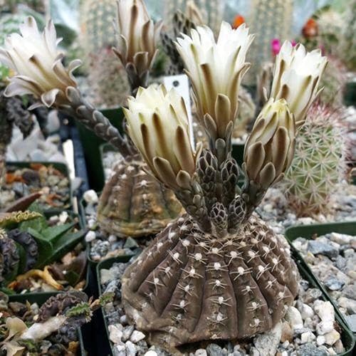 Miniatura 9 de Gymnocalycium ragonesii Cactus suculentas plantas vivas reales