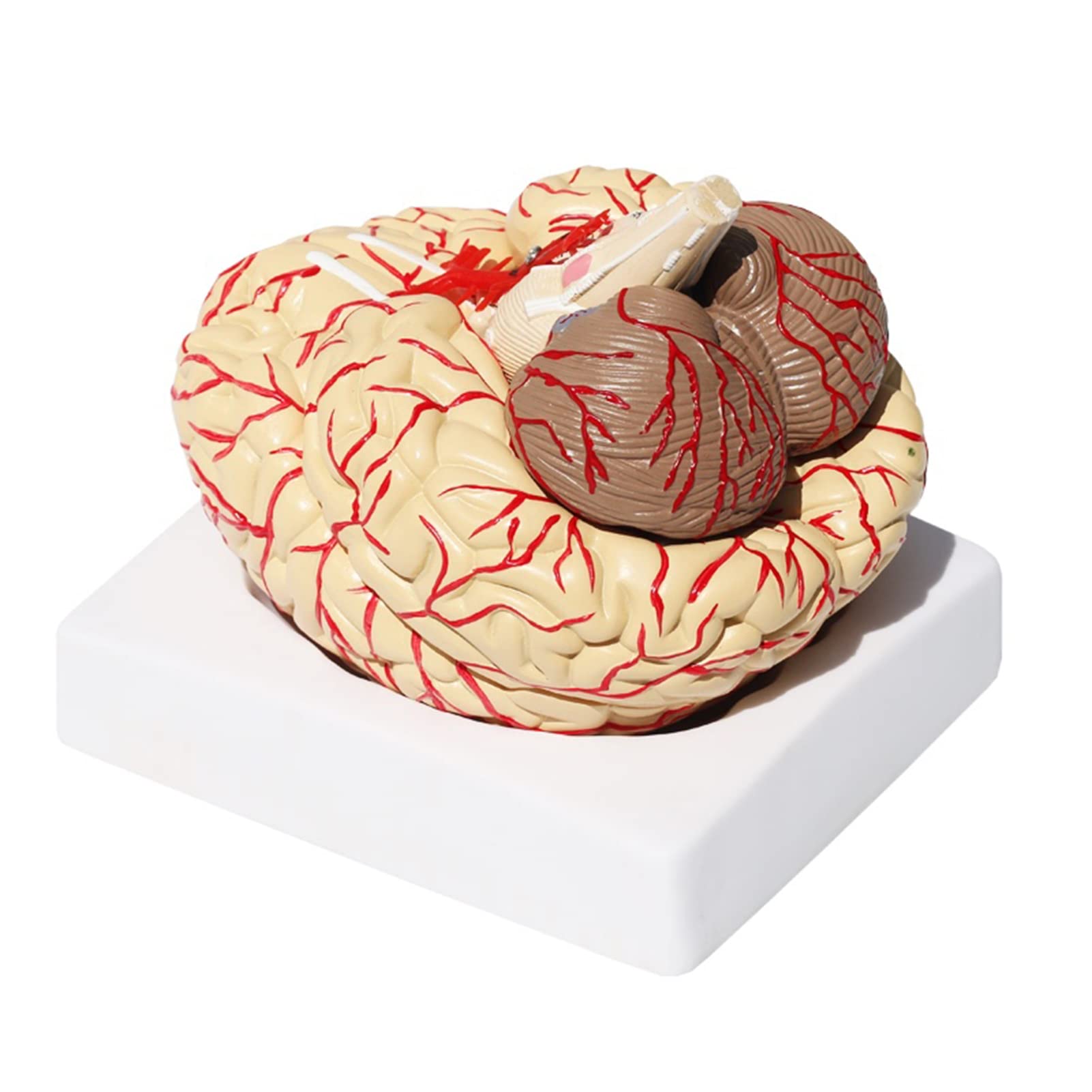 Buy Human Brain Anatomy Model Anatomically Accurate Brain Model with 41