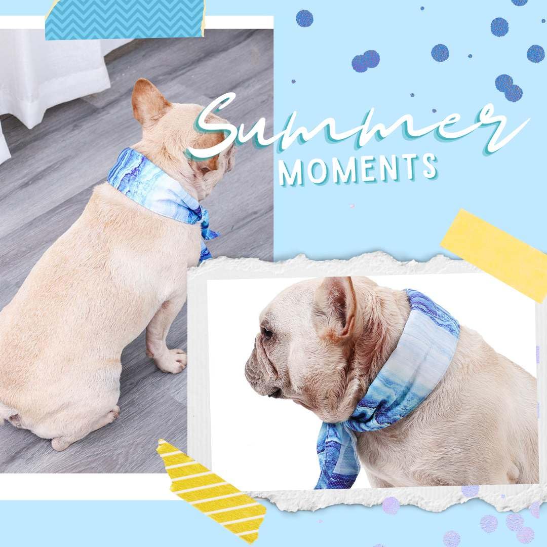 Amazon | PetGround犬 夏 クールネック 冷たい首輪 接触冷感 首