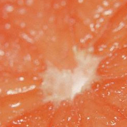 Miniatura 6 de Curve by Liz Claiborne For Women Eau De Toilette en aerosol