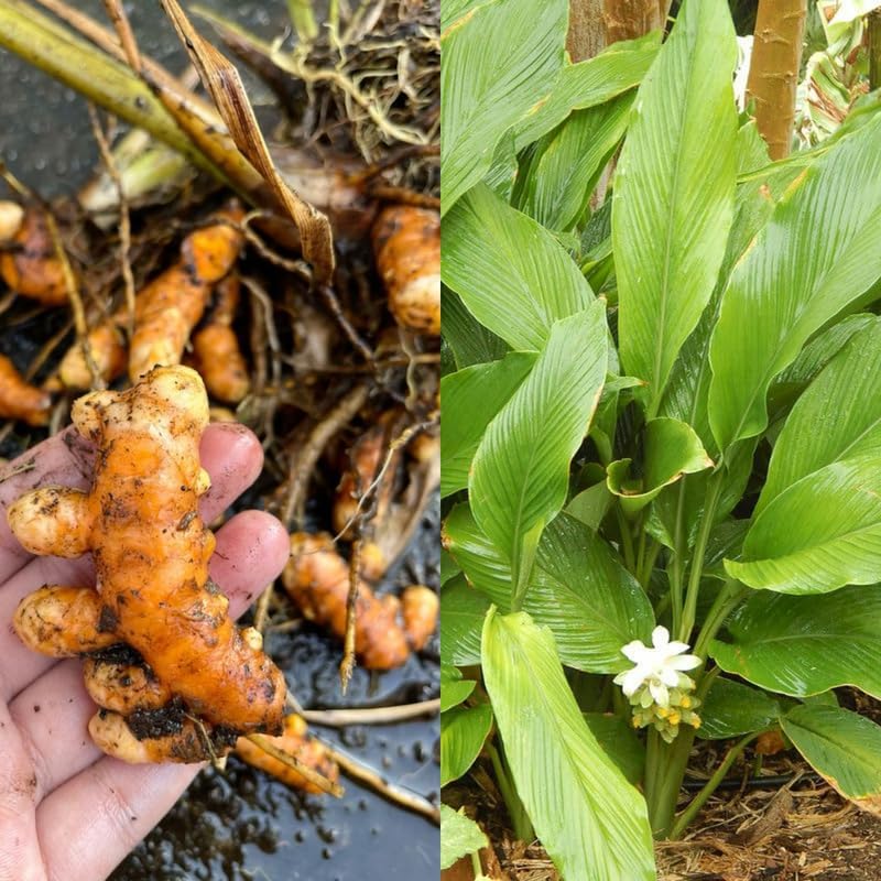 3 Yellow Turmeric Plants, Live Curcuma Turmeric Rooted, Indoor Outdoor Garden Planting, 4-8" Tall Plants