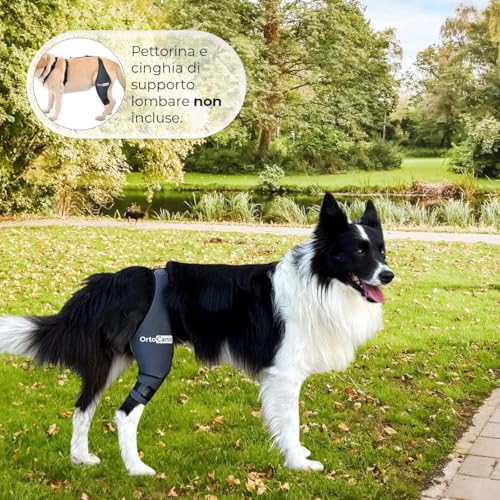 Ortocanis - Kniebandage Hund Hinterbein für das rechte Bein - Hergestellt aus Neopren ARD - Bei Kreuzbandriss, Bänderverletzungen, Patellaluxation oder Osteoarthritis - Größe Medium (11,5-12,2')