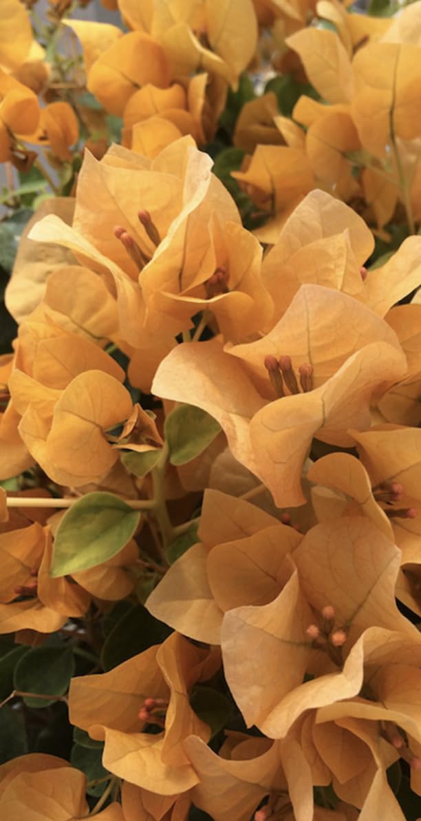 Bougainvillea Topaz Gold |Plug Plant | Climber
