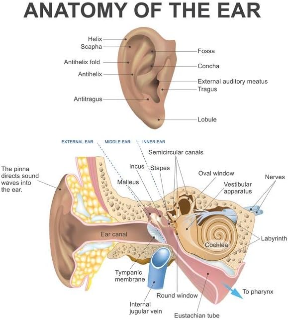 Anatomy Of The Human Ear Diagram Chart Cubicle Locker Mini Art Poster 20x30