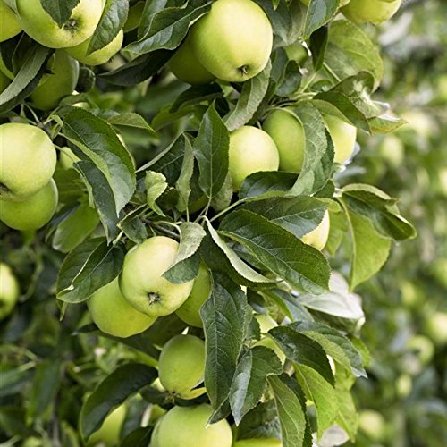 Apfelbaum ‚Golden Delicious‘ – Malus domestica im 7,5L Topf, 150-200 cm