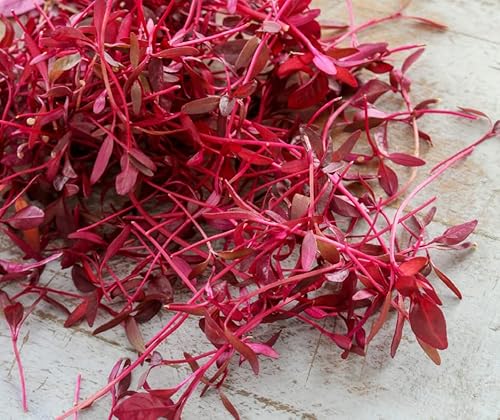 Hipgirl Red Amaranth Seeds For Planting.chinese Spinach Seeds For Planting.non Gmo Seeds For Sprouting,Microgreen Seeds For Home Vegetable Garden-红苋菜 Red Garnet Amaranth-1G,1000Seeds Usa #TOP1
