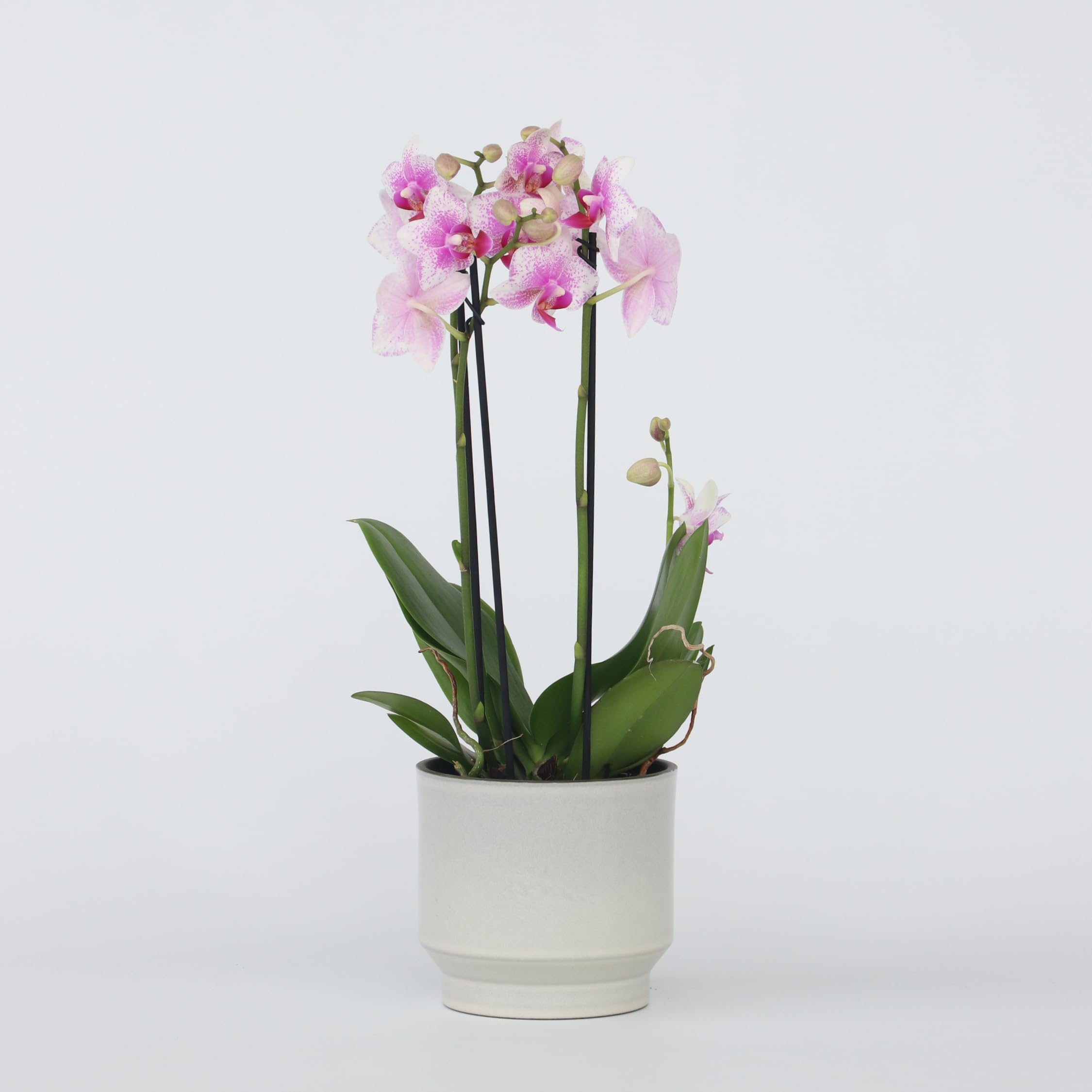 Plant in a Box - Phalaenopsis Multiflora - Orchidée rose - Plante d'intérieur à fleurs - Aime les chats - Pot 12cm - Hauteur 35-45cm