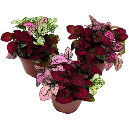BubbleBlooms Tricolor Hypoestes phyllostachya 2 inch Set of 3 Flamingo Polka Dot Plant Red White and Pink Tiny Mini Pixie Plants