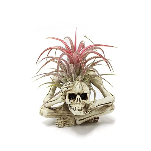 Resin Air Plant Holders,Tilandsia Container,Gothic Skeleton Planter,Halloween Plant Pot,Tillandsia Pot,