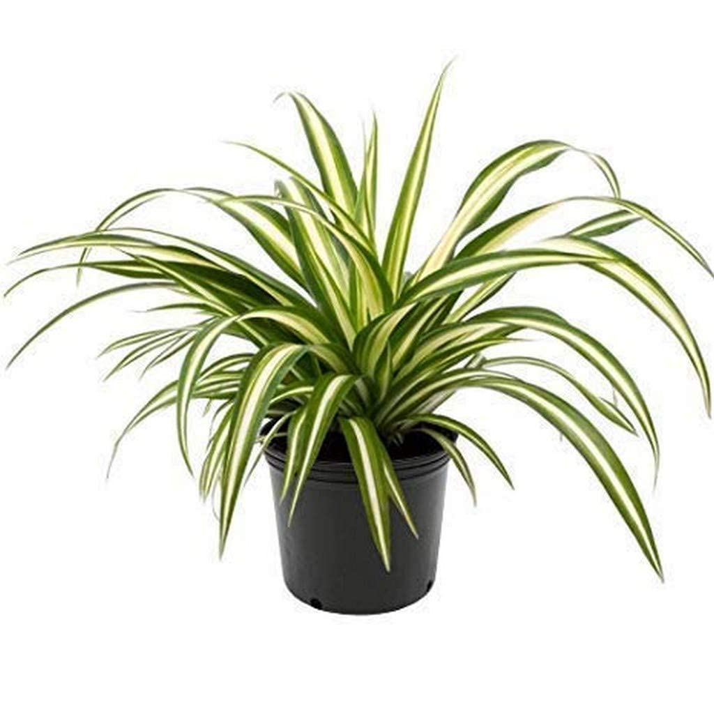 Healthy Vibe With Green Live Indoor Plant Chlorophytum Comosum Spider Ivy Greenish-White Air Purifying Plant Garden Plant(1 Healthy Live Plant) (B0BN1NVLXJ) Amazon Price History, Amazon Price Tracker