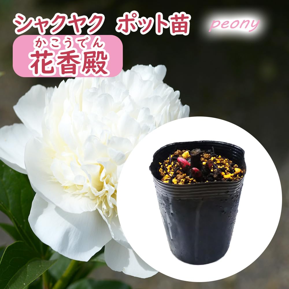 Amazon.co.jp: 選べる「 シャクヤク (芍薬) ポット苗 」12cmポット