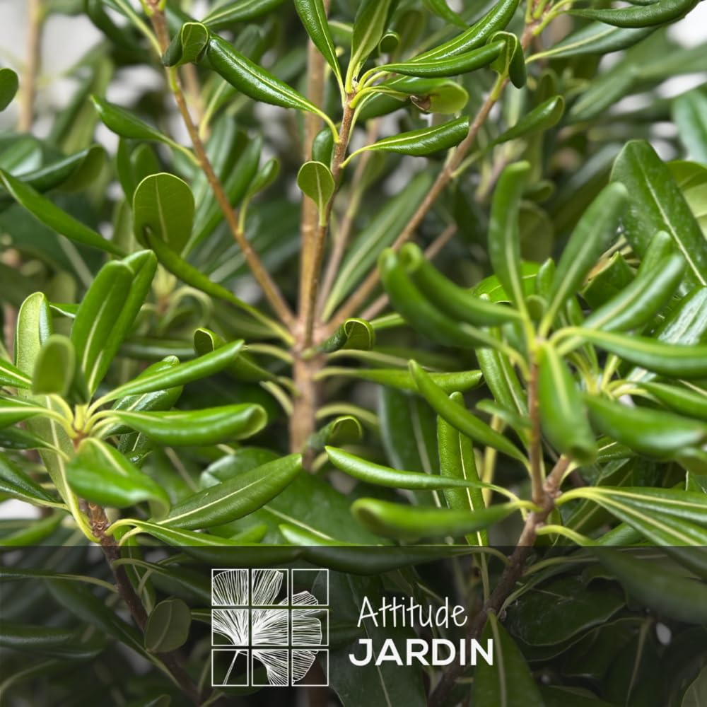 Attitude Jardin - Pittosporum tobira - piante di siepi - 90-100 cm - ⌀ 22 cm - pianta da esterno
