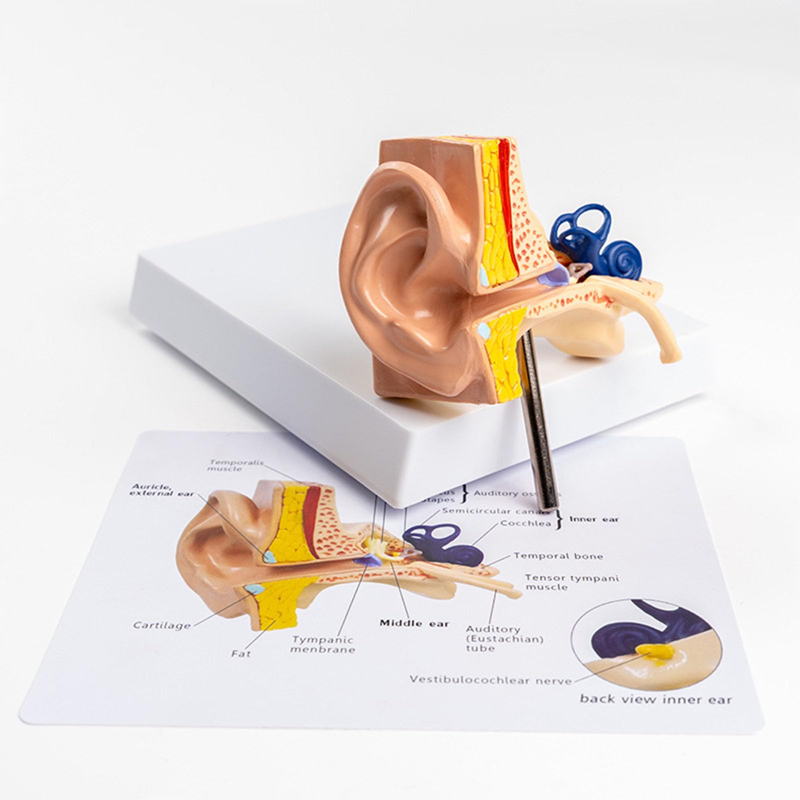 Model Anatomiczny Ucha Ludzkiego Zewnętrznego Środkowego Wewnętrznego Odłączalna Ślimak Kanały Półkoliste System Słuchowy Pomoc Dydaktyczna Laryngologia Z Oznakowanym Schematem