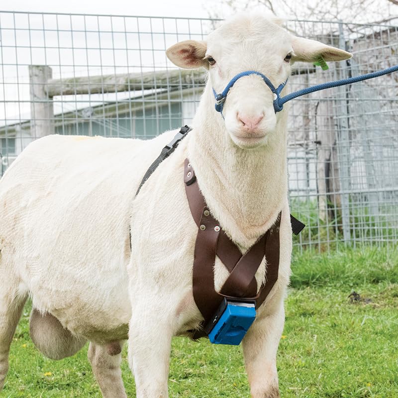 Miniatura 7 de Premier 1 EZ-Mark - Crayones para arnés de marcado de ovejas y cabras (crayones verdes)