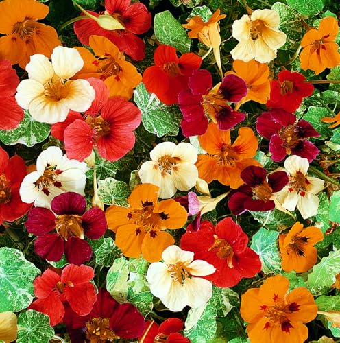 Nasturtium Jewel of Africa Mix Seeds Hardy Annual Climbing Cream Green Foliage Vibrant Flowers Edible Leaves Borders Trellis Pots Patio Containers 1x Seed Packet by Thompson and Morgan