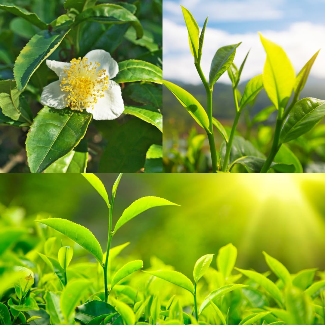 M-Tech Gardens Rare Tea Plant (Camellia sinensis, Hybrid) Exotic 2 Live Plantation Crop Plants (B07HL5W3P6) Amazon Price History, Amazon Price Tracker