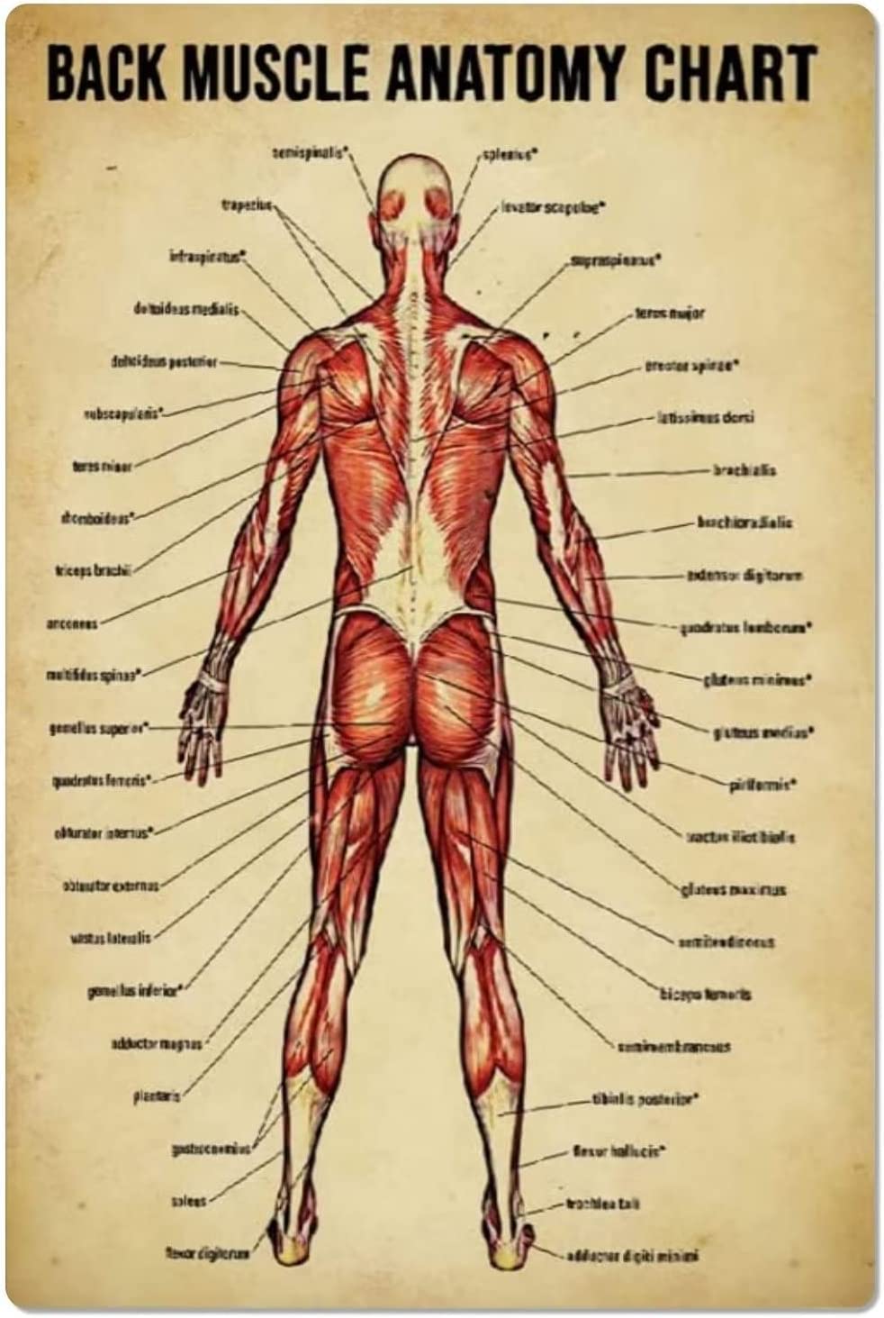 Back Muscles Anatomy Chart