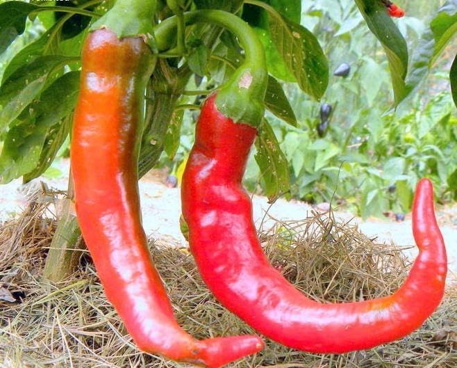 3 Live Plants - Thick Cayenne Hot Pepper - 4-8 inches Tall image 5
