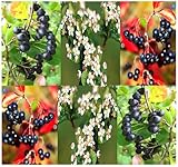 4 Packs x 20 BLACK CHOKEBERRY - Aronia melanocarpa Seeds - CRIMSON LEAVES - HIGH VITAMIN C - Zones 3 - 8 - By MySeeds.Co