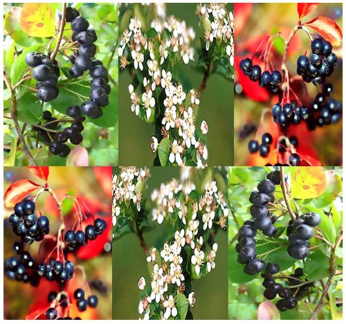 4 Packs x 20 BLACK CHOKEBERRY - Aronia melanocarpa Seeds - CRIMSON LEAVES - HIGH VITAMIN C - Zones 3 - 8 - By MySeeds.Co