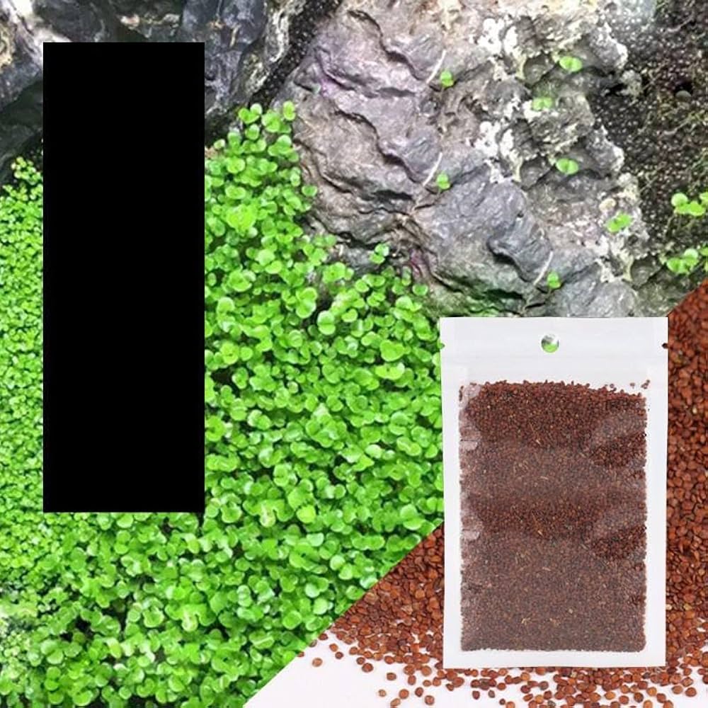 Amazon.co.jp: アクアリュム用品 水草シード 10gセット 水槽飾り 栽培 Amazon.co.jp: アクアリュム用品 水草シード 10gセット 水槽飾り 栽培