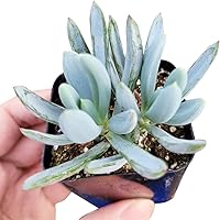 Vista 2 de Senecio Blue Chalk Sticks Senecio Serpens Succulent (2 pulgadas) - Senecio Serpens - Senecio mandraliscae a la venta - Plantas suculentas vivas